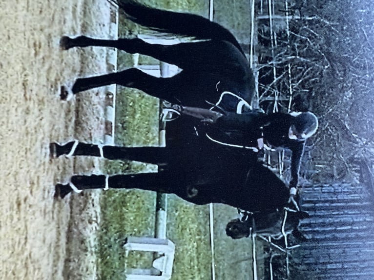 Sportivo Tedesco / Sportivo della Germania Castrone 5 Anni 174 cm Morello in Horb am Neckar