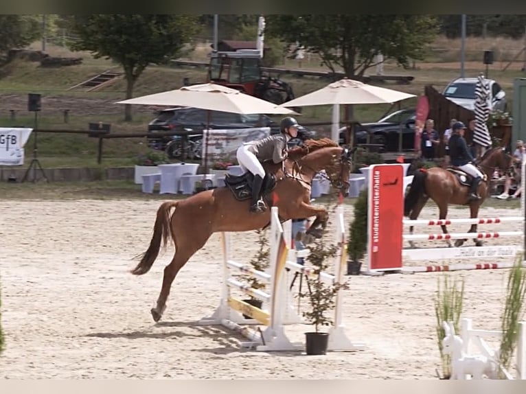 Sportivo Tedesco / Sportivo della Germania Castrone 5 Anni 174 cm Sauro in Aschersleben
