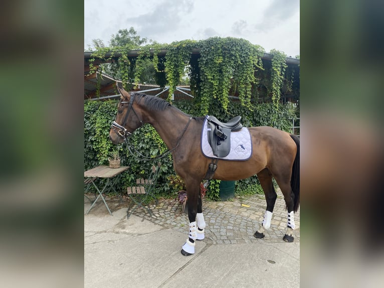 Sportivo Tedesco / Sportivo della Germania Castrone 5 Anni 175 cm Baio in Derwitz