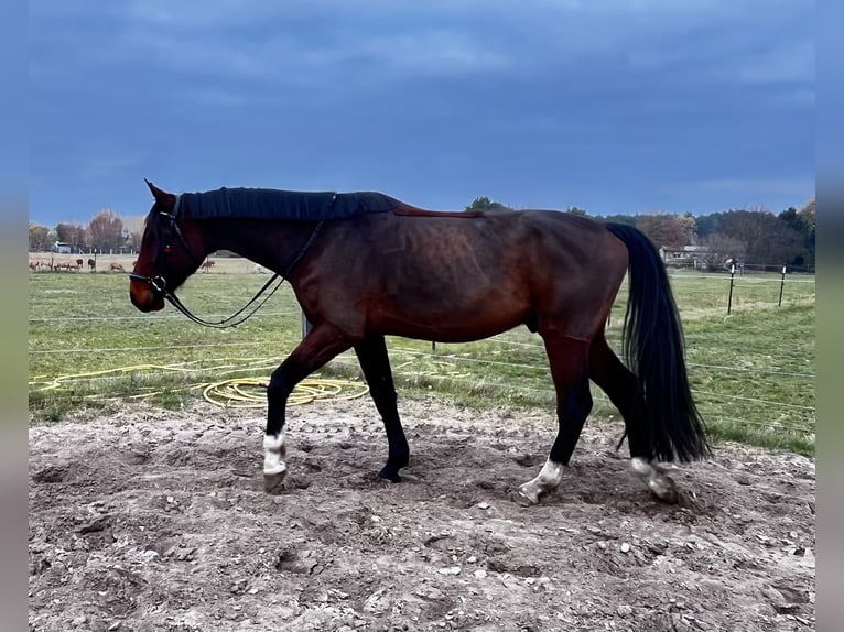 Sportivo Tedesco / Sportivo della Germania Castrone 5 Anni 175 cm Baio in Am Mellensee