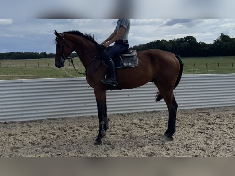 Sportivo Tedesco / Sportivo della Germania Castrone 5 Anni 175 cm Baio in Bad Schmiedeberg