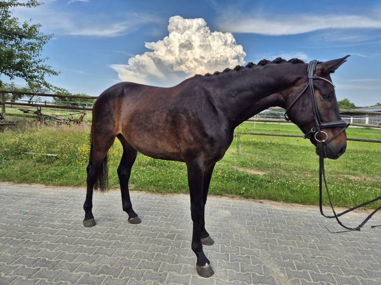 Sportivo Tedesco / Sportivo della Germania Castrone 5 Anni 175 cm Baio nero in Hofheim am Taunus