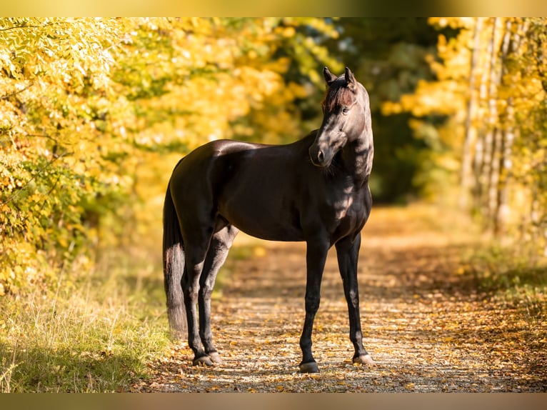 Sportivo Tedesco / Sportivo della Germania Castrone 5 Anni 175 cm Morello in Gera