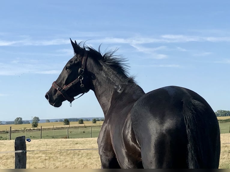 Sportivo Tedesco / Sportivo della Germania Castrone 5 Anni 176 cm Morello in Swochowo