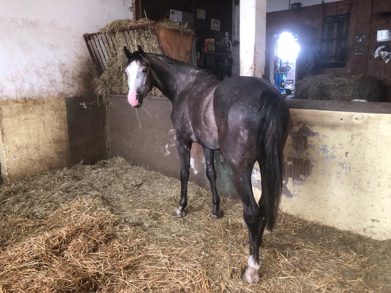 Sportivo Tedesco / Sportivo della Germania Castrone 5 Anni 177 cm Grigio in Weimar