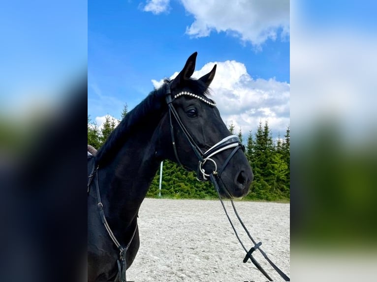 Sportivo Tedesco / Sportivo della Germania Castrone 5 Anni 177 cm Morello in Drackenstein