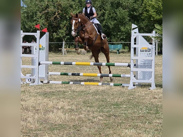 Sportivo Tedesco / Sportivo della Germania Castrone 5 Anni 178 cm Sauro in Bülstringen