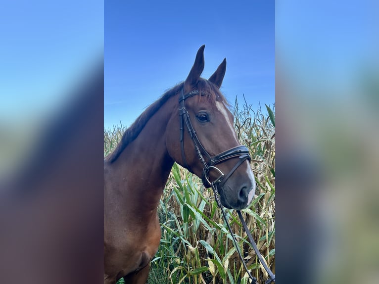 Sportivo Tedesco / Sportivo della Germania Castrone 5 Anni 178 cm Sauro scuro in Werlte Sportivo Tedesco / Sportivo della Germania Castrone 5 Anni 178 cm Sauro scuro in Werlte