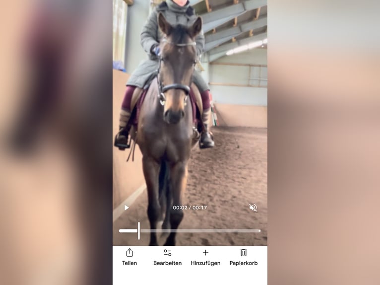 Sportivo Tedesco / Sportivo della Germania Castrone 5 Anni 180 cm Baio scuro in Weihenzell