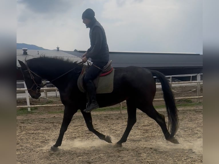 Sportivo Tedesco / Sportivo della Germania Castrone 5 Anni 181 cm Baio in Ruden