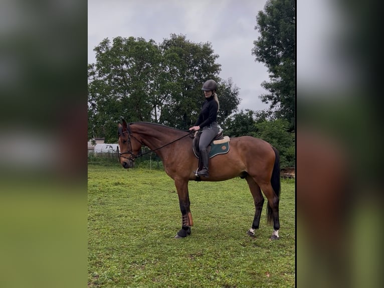 Sportivo Tedesco / Sportivo della Germania Castrone 5 Anni 186 cm Baio in Gardelegen