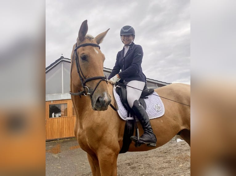 Sportivo Tedesco / Sportivo della Germania Castrone 5 Anni 190 cm Palomino in Illertissen