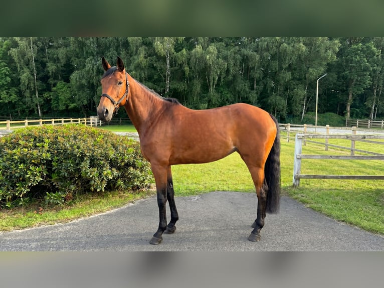 Sportivo Tedesco / Sportivo della Germania Castrone 5 Anni Baio in Thuine