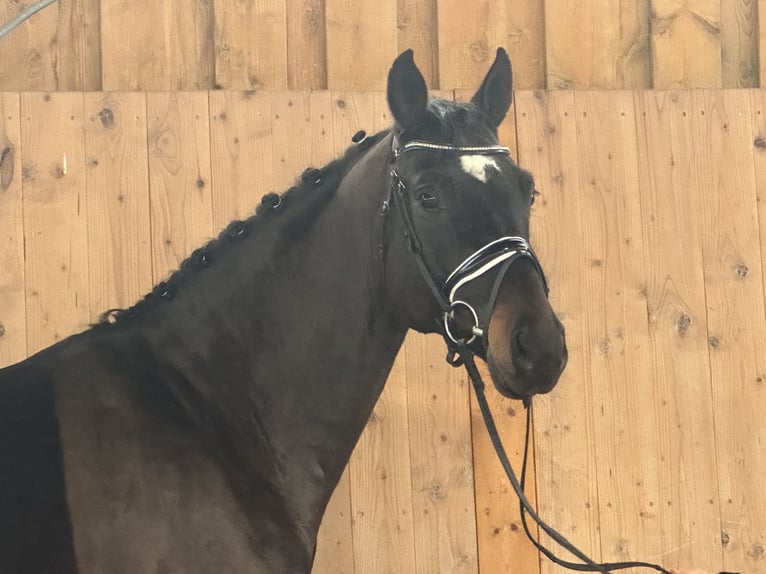 Sportivo Tedesco / Sportivo della Germania Castrone 5 Anni Baio scuro in Riedlingen