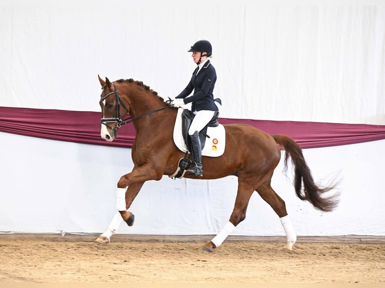 Sportivo Tedesco / Sportivo della Germania Castrone 5 Anni Sauro scuro in Gomadingen