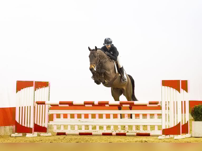 Sportivo Tedesco / Sportivo della Germania Castrone 6 Anni 162 cm  in Waddinxveen