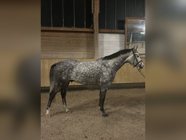 Sportivo Tedesco / Sportivo della Germania Castrone 6 Anni 162 cm Grigio pezzato in Rohrenfels