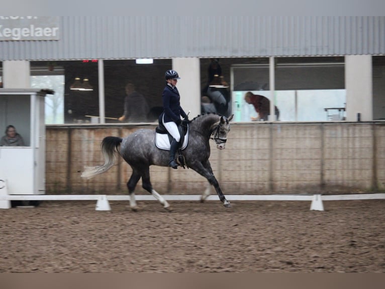 Sportivo Tedesco / Sportivo della Germania Castrone 6 Anni 163 cm in Wijk en Aalburg