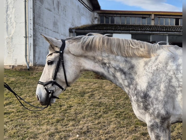 Sportivo Tedesco / Sportivo della Germania Castrone 6 Anni 163 cm Grigio in Weißensee