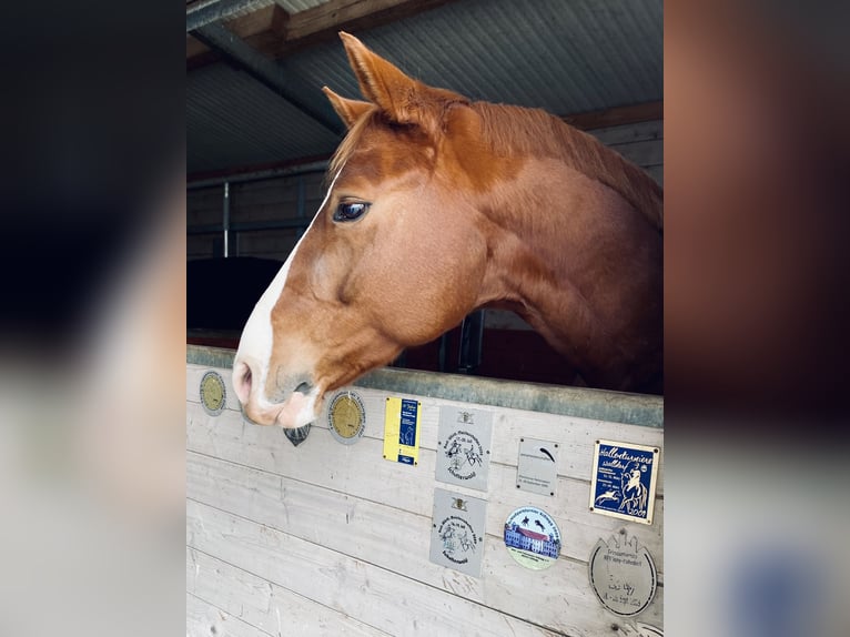 Sportivo Tedesco / Sportivo della Germania Castrone 6 Anni 163 cm Sauro in Ki&#xDF;legg