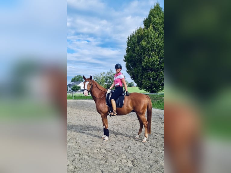 Sportivo Tedesco / Sportivo della Germania Castrone 6 Anni 163 cm Sauro in Ki&#xDF;legg