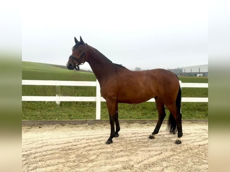 Sportivo Tedesco / Sportivo della Germania Castrone 6 Anni 165 cm Baio in Allershausen