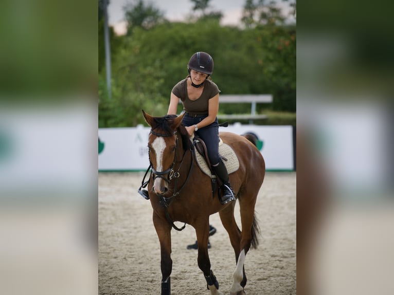 Sportivo Tedesco / Sportivo della Germania Castrone 6 Anni 165 cm Baio chiaro in Stimpfach