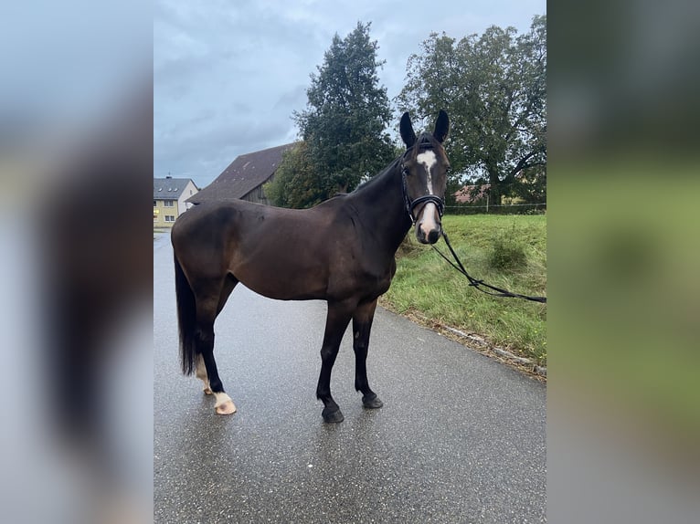 Sportivo Tedesco / Sportivo della Germania Castrone 6 Anni 165 cm Baio scuro in StimpfachStimpfach