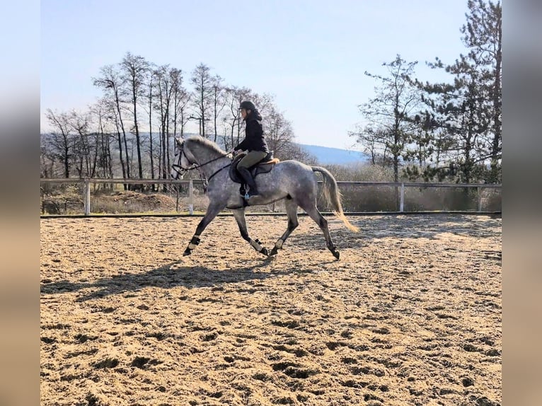 Sportivo Tedesco / Sportivo della Germania Castrone 6 Anni 165 cm Grigio in Goldkronach