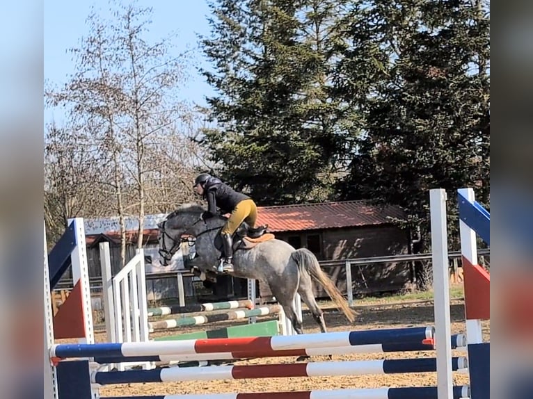 Sportivo Tedesco / Sportivo della Germania Castrone 6 Anni 165 cm Grigio in Goldkronach