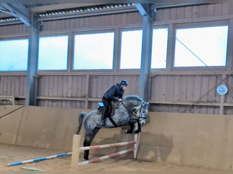 Sportivo Tedesco / Sportivo della Germania Castrone 6 Anni 165 cm Grigio in Goldkronach