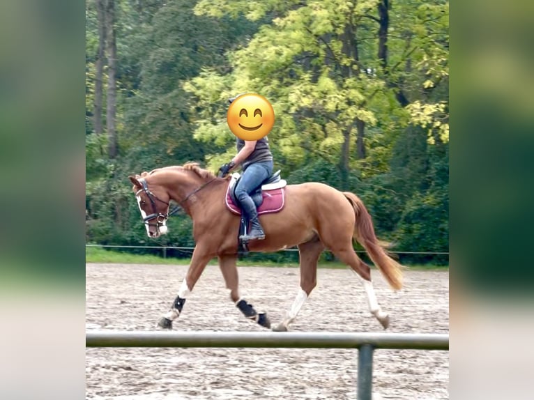 Sportivo Tedesco / Sportivo della Germania Castrone 6 Anni 165 cm Sauro in Groß-Gerau