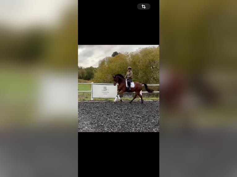Sportivo Tedesco / Sportivo della Germania Castrone 6 Anni 166 cm Baio in Groß Twülpstedt
