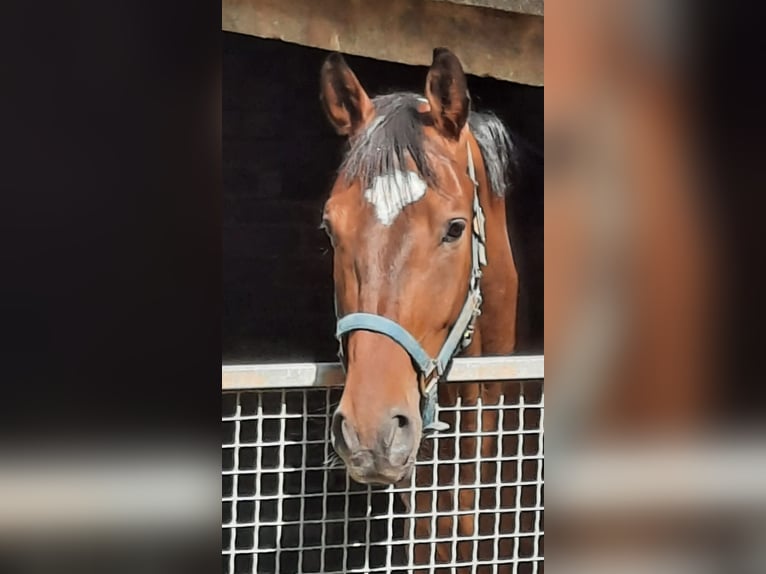 Sportivo Tedesco / Sportivo della Germania Castrone 6 Anni 166 cm in Zwickau