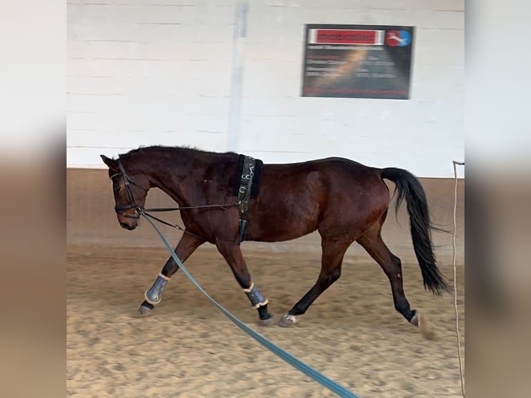 Sportivo Tedesco / Sportivo della Germania Castrone 6 Anni 166 cm in Zwickau