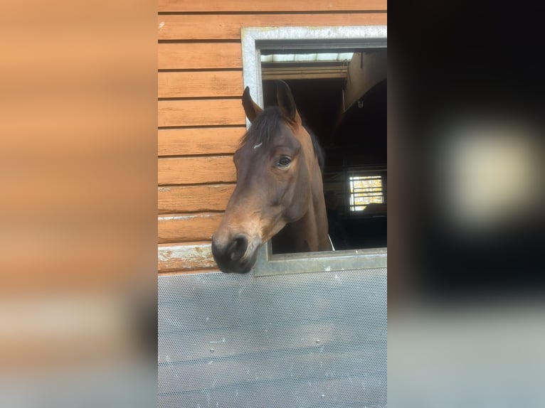 Sportivo Tedesco / Sportivo della Germania Castrone 6 Anni 167 cm Baio in Ostrach