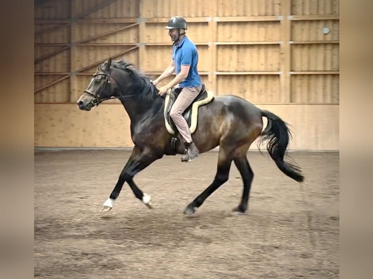 Sportivo Tedesco / Sportivo della Germania Castrone 6 Anni 167 cm Baio in Liebenwalde