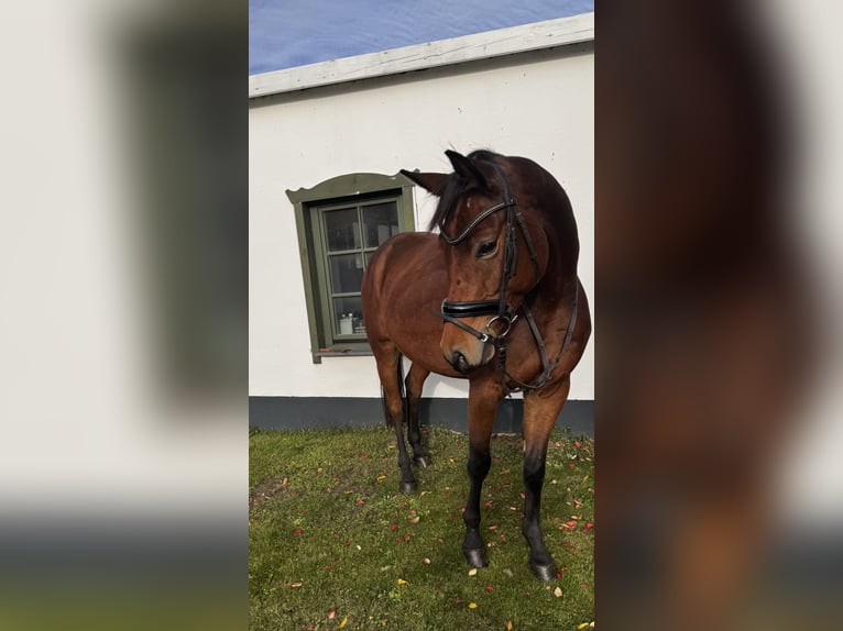 Sportivo Tedesco / Sportivo della Germania Castrone 6 Anni 167 cm Baio in Löderburg