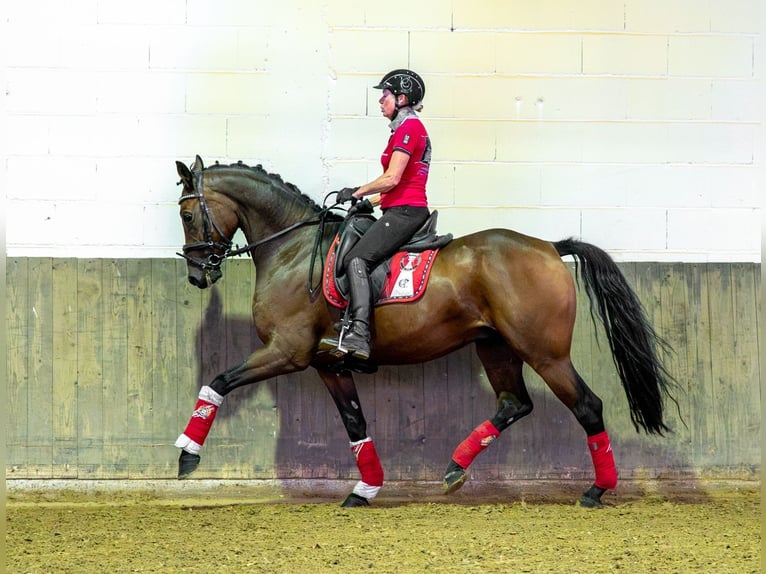 Sportivo Tedesco / Sportivo della Germania Castrone 6 Anni 167 cm Baio in Diez