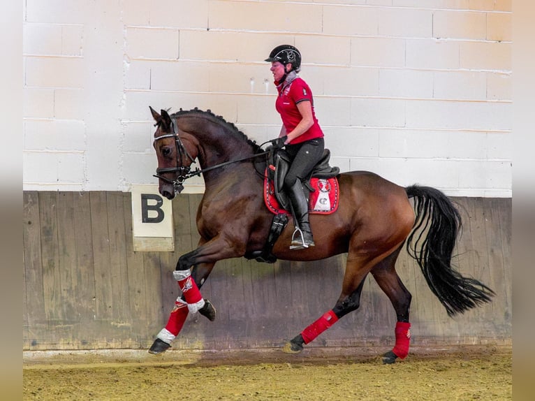 Sportivo Tedesco / Sportivo della Germania Castrone 6 Anni 167 cm Baio in Diez