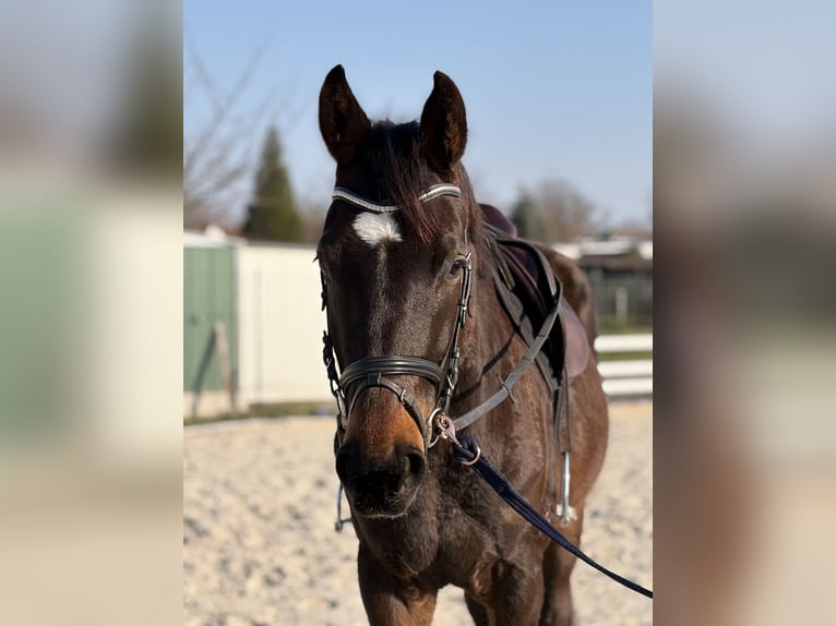 Sportivo Tedesco / Sportivo della Germania Castrone 6 Anni 167 cm Baio in Bad Lauchstädt