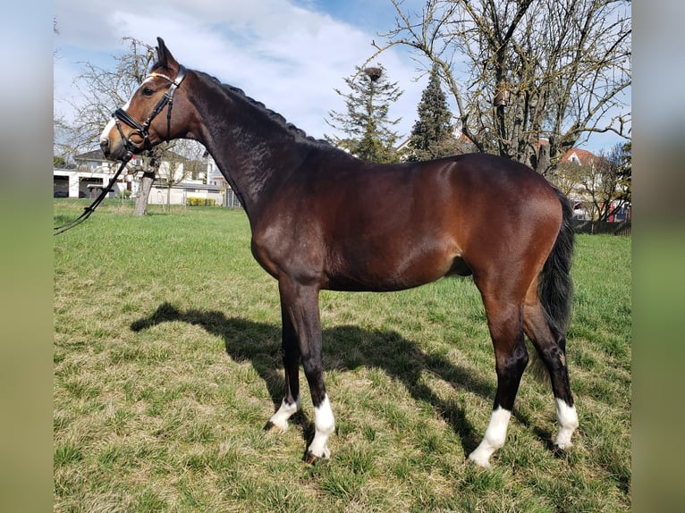 Sportivo Tedesco / Sportivo della Germania Castrone 6 Anni 168 cm Baio scuro in Biebesheim am Rhein