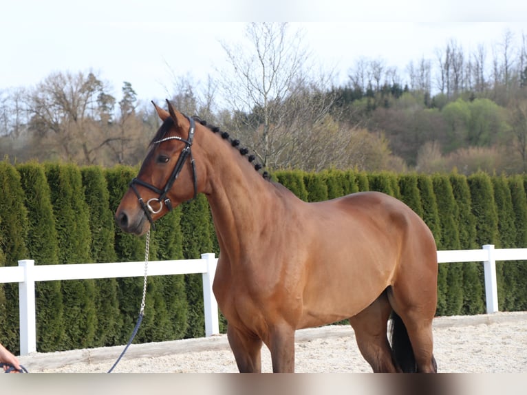 Sportivo Tedesco / Sportivo della Germania Castrone 6 Anni 169 cm Baio in Schwäbisch Hall