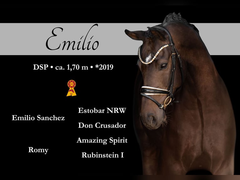 Sportivo Tedesco / Sportivo della Germania Castrone 6 Anni 169 cm Baio in Wehringen