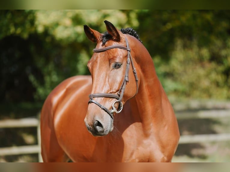 Sportivo Tedesco / Sportivo della Germania Castrone 6 Anni 169 cm Baio in Riedstadt
