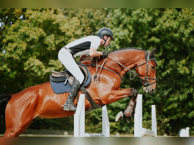 Sportivo Tedesco / Sportivo della Germania Castrone 6 Anni 169 cm Baio in Riedstadt