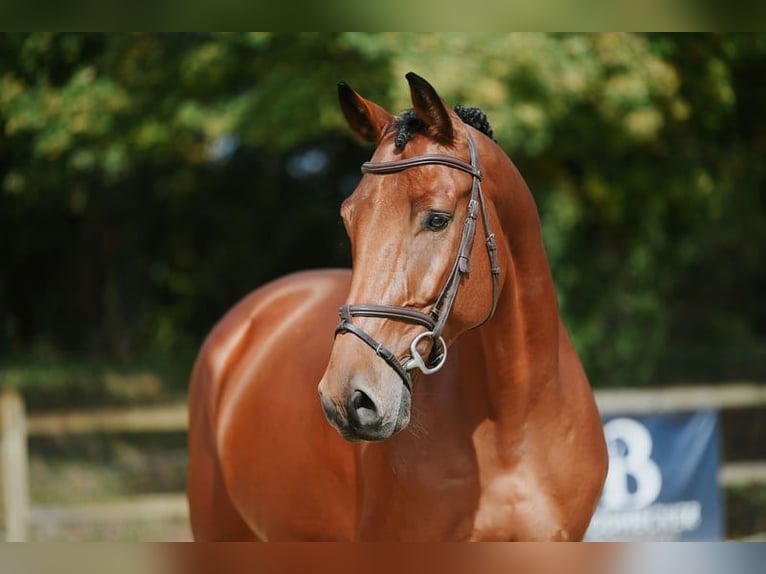 Sportivo Tedesco / Sportivo della Germania Castrone 6 Anni 169 cm Baio in Riedstadt