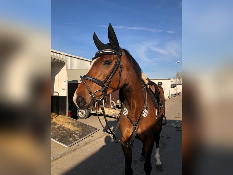 Sportivo Tedesco / Sportivo della Germania Castrone 6 Anni 169 cm Baio in WeingartenWeingarten