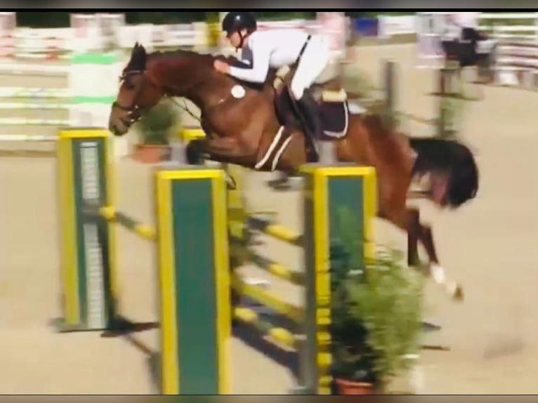 Sportivo Tedesco / Sportivo della Germania Castrone 6 Anni 169 cm Baio in WeingartenWeingarten