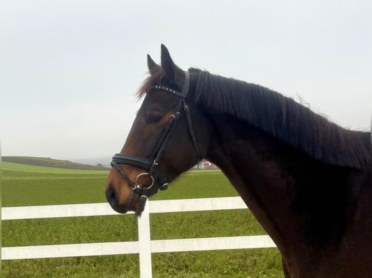 Sportivo Tedesco / Sportivo della Germania Castrone 6 Anni 169 cm  in Allershausen